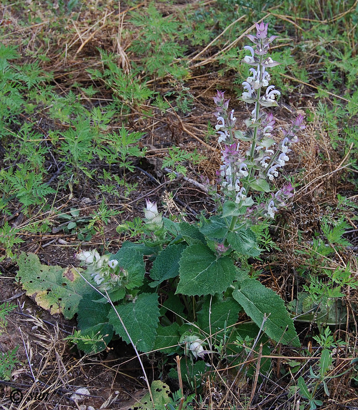 Изображение особи Salvia sclarea.