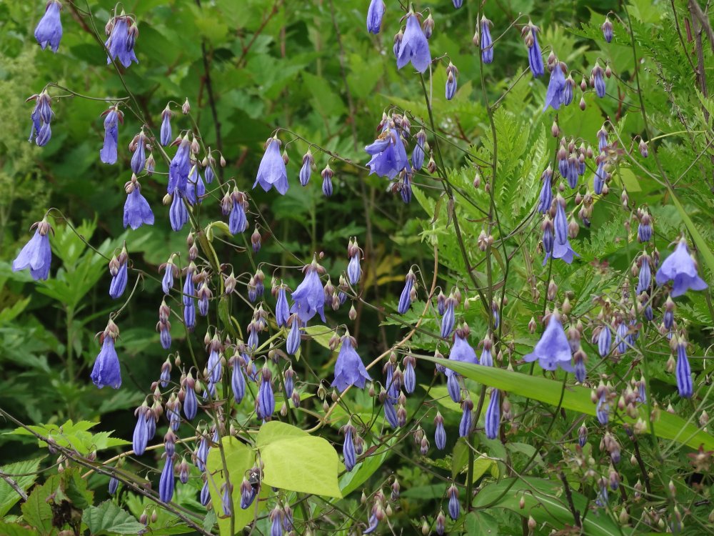 Изображение особи Adenophora pereskiifolia.