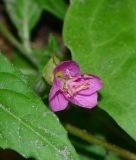 Oenothera rosea