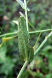 Capsella bursa-pastoris. Часть побега. Свердловская обл., г. Екатеринбург, пос. Шабровский, дачный участок. 10.08.2016.