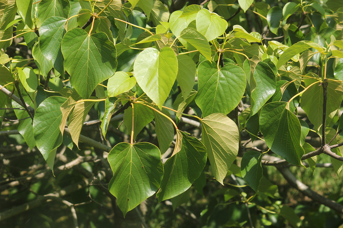 Изображение особи Vernicia fordii.