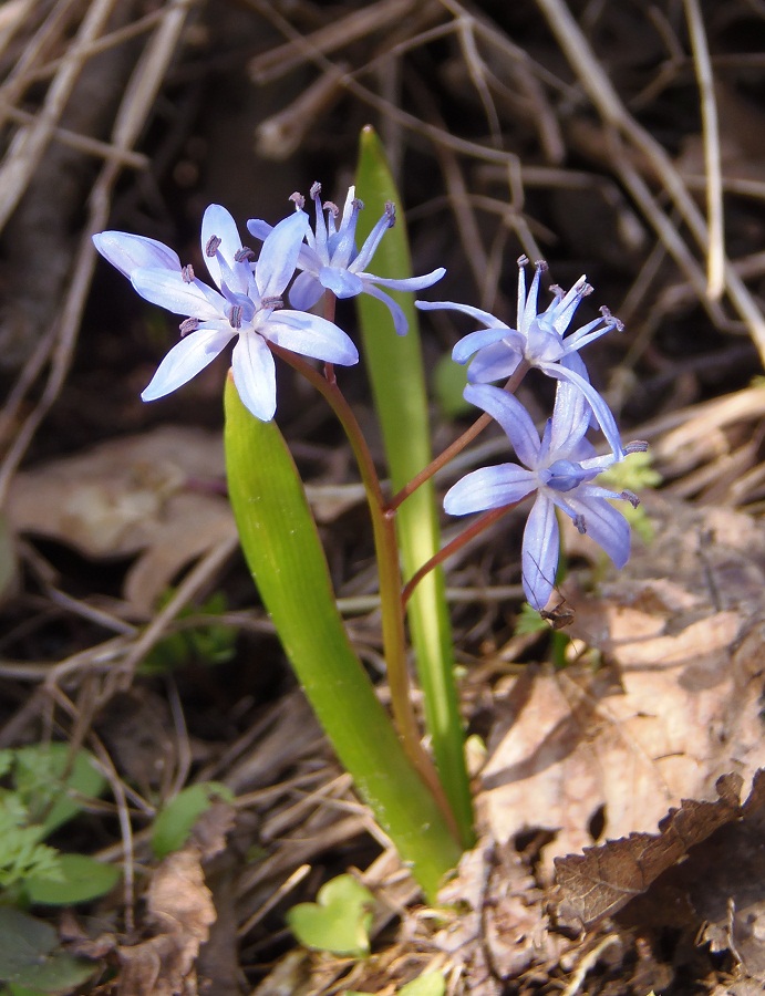 Изображение особи Scilla bifolia.