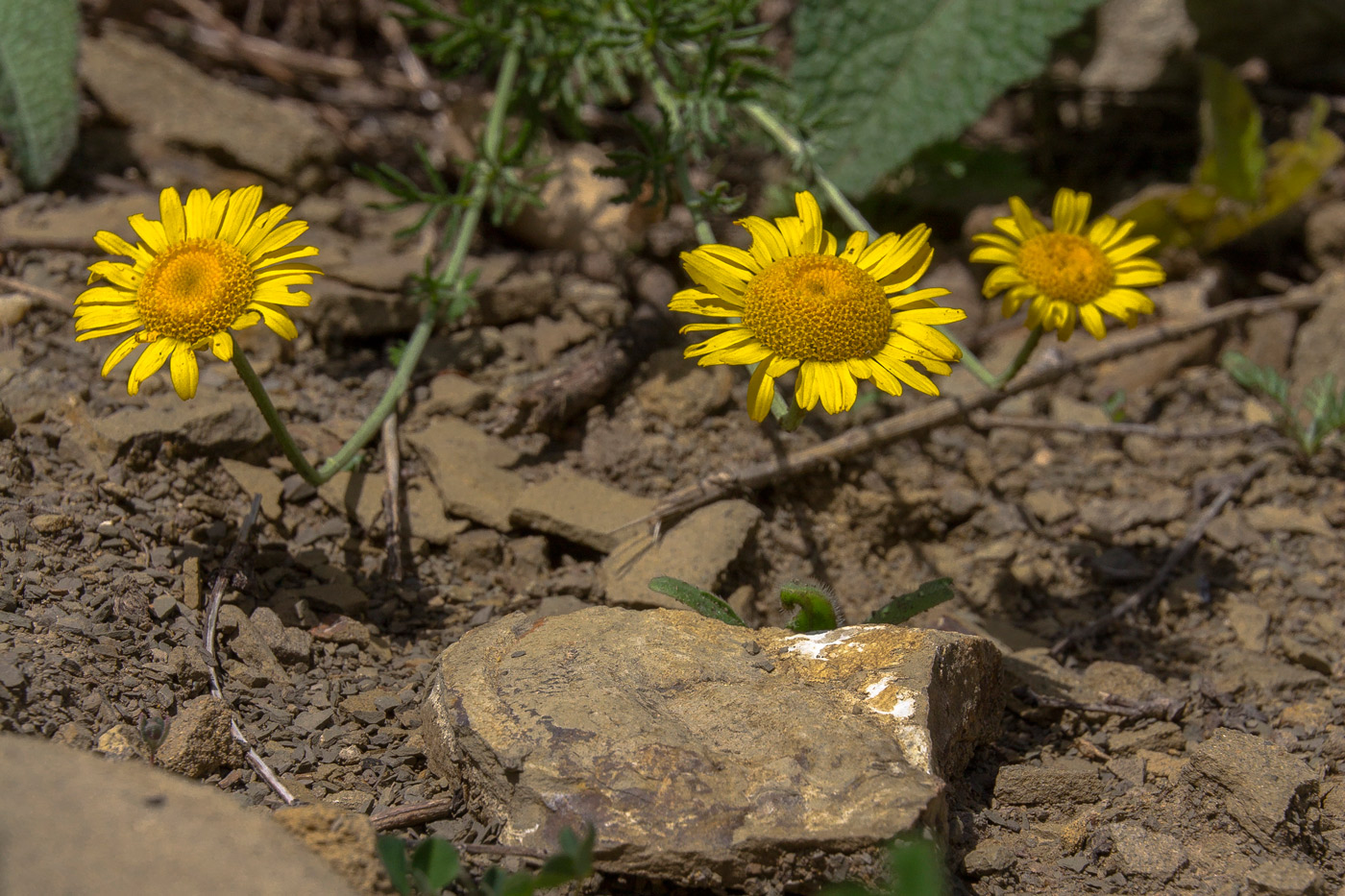 Image of Anthemis tinctoria specimen.