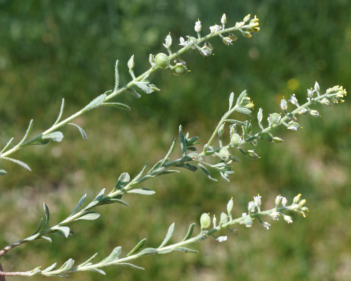 Изображение особи Alyssum hirsutum.