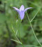 род Campanula