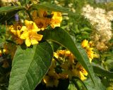 Lysimachia vulgaris