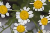 Pyrethrum parthenium. Соцветия. Саратов, Октябрьское ущелье, в культуре. 28.08.2017.