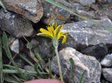 genus Taraxacum. Соцветие. Таджикистан, Фанские горы, окр. Мутного озера, ≈ 3500 м н.у.м., каменистый сухой склон. 02.08.2017.