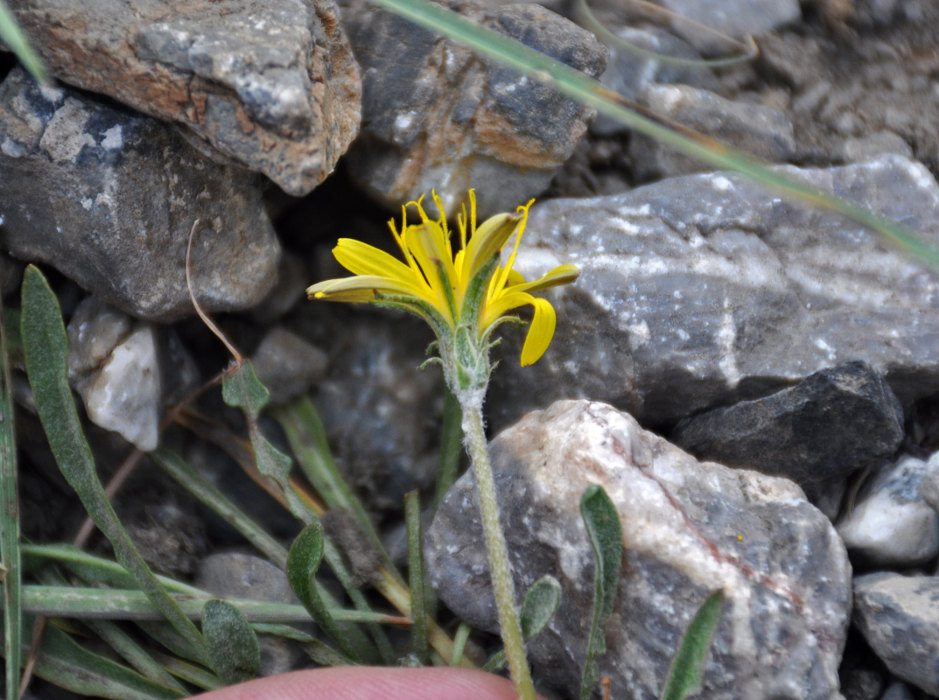 Изображение особи род Taraxacum.