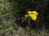 Odontarrhena muralis. Цветущее растение. Кабардино-Балкария, Приэльбрусье, нижняя часть долины р. Ирик. 17.07.2008.