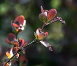 Berberis vulgaris f. atropurpurea