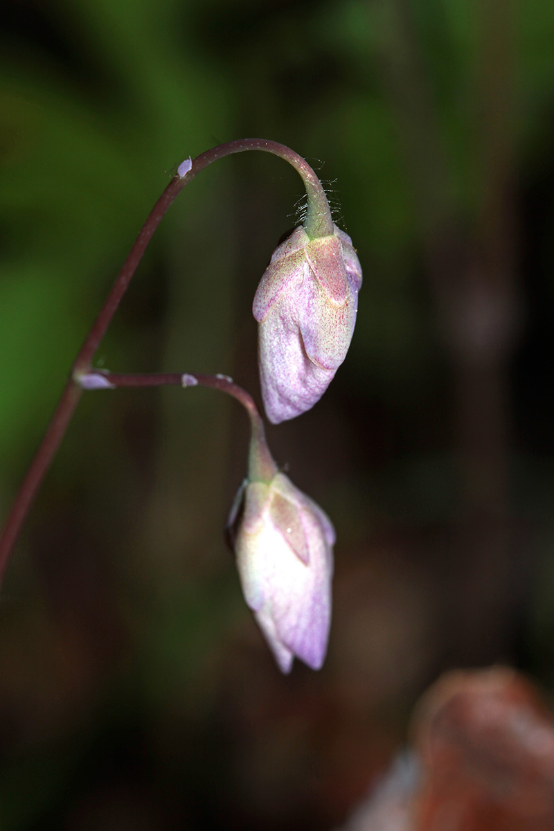 Изображение особи Epimedium macrosepalum.