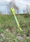 Dianthus lanceolatus