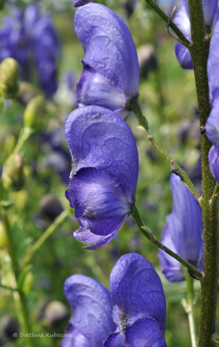 Изображение особи Aconitum &times; stoerkianum.