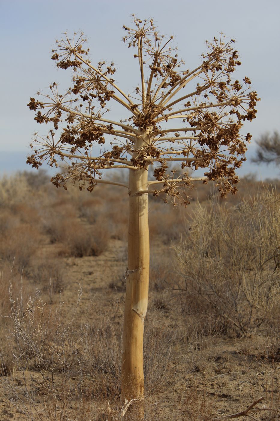 Изображение особи Ferula foetida.