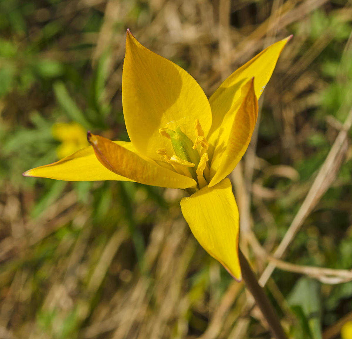 Изображение особи Tulipa biebersteiniana.