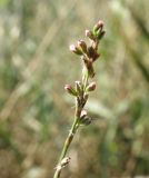 Polygonum patulum. Верхушка цветущего побега. Север Краснодарского края, пойма р. Ея у хут. Гудко-Лиманский. 05.09.2010.