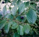 Cotoneaster lucidus