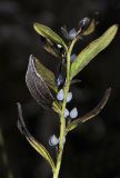 Lithospermum officinale