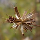 Bidens frondosa. Зрелые плоды. Чувашия, окр. г. Шумерля, пойма р. Сура, Паланские пески. 14 октября 2008 г.