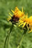 Inula helenium. Верхушка побега с распускающимся соцветием. Санкт-Петербург, Старый Петергоф, парк \"Сергиевка\", луг через дорогу от административного корпуса. 01.08.2020.