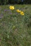 Ranunculus polyanthemos