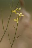 Sisymbrium polymorphum. Верхушка побега с соцветием и плодами. Крым, Караларский природный парк, окр. бухты Коровья, песчаный пляж. 03.07.2021.