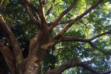 Ficus vasta