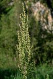 род Rumex