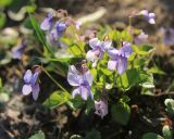 Viola sieheana