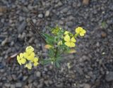 Erysimum brevistylum