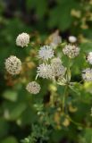 Astrantia pontica. Соцветия. Адыгея, Кавказский биосферный заповедник, хр. Каменное Море, рядом с ретранслятором, луг. 16 августа 2023 г.