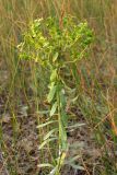 Euphorbia stepposa. Плодоносящее растение. Крым, Тарханкутский п-ов, бух. Караджинская, песчаная пересыпь оз. Лиман. 16 сентября 2011 г.