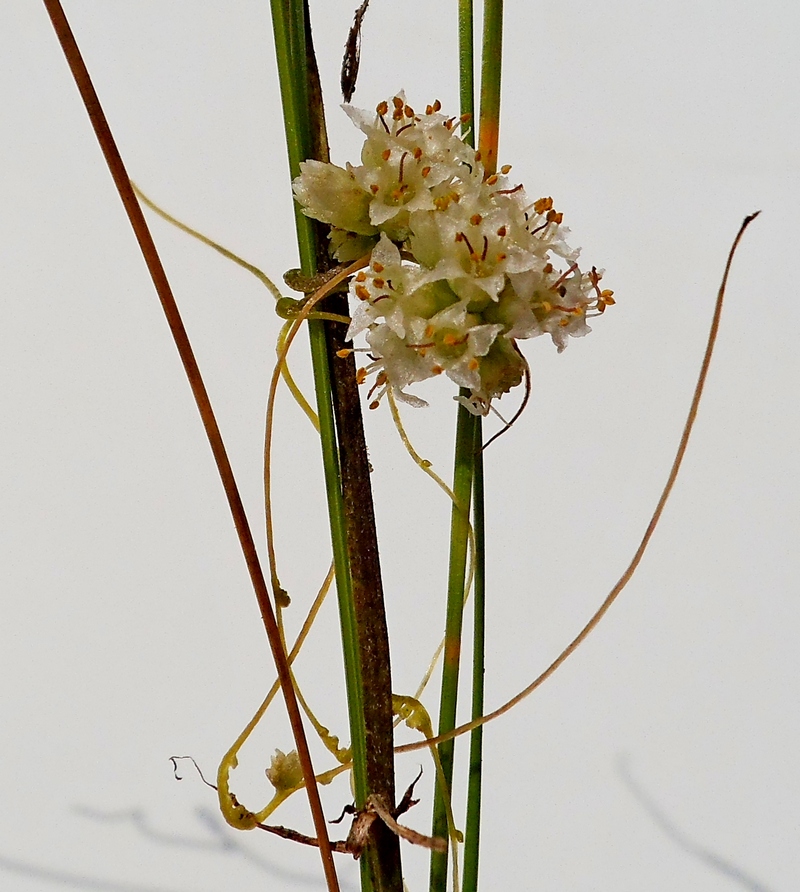 Изображение особи Cuscuta epithymum.