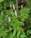 Equisetum sylvaticum