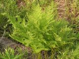 Athyrium filix-femina