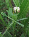 Trifolium leucanthum. Верхушка побега с соцветием. Крым, Ялта, Грузпорт, выбитый участок с рудеральной растительностью. 29 апреля 2013 г.