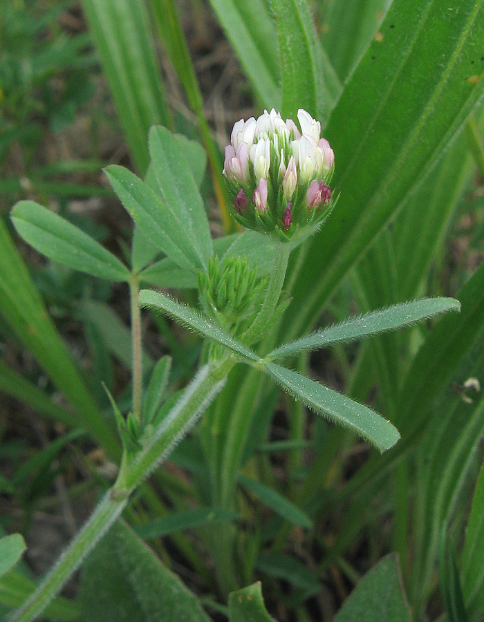 Изображение особи Trifolium leucanthum.