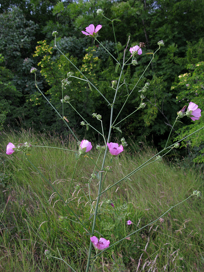 Изображение особи Althaea cannabina.