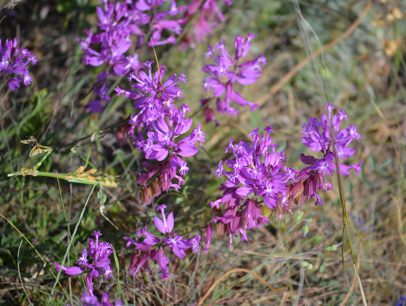 Изображение особи Polygala major.