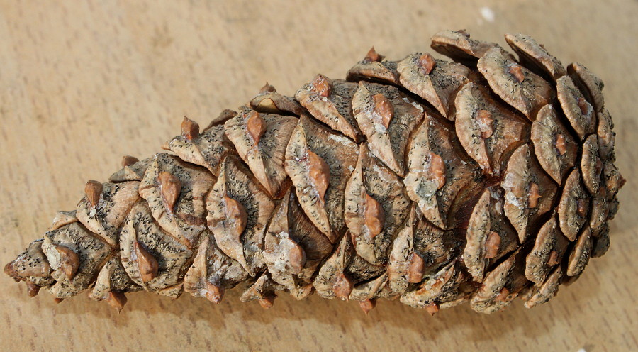 Image of Pinus nigra specimen.