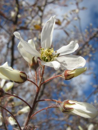 Изображение особи род Amelanchier.