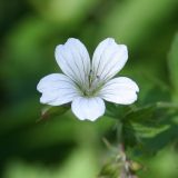 Geranium albiflorum