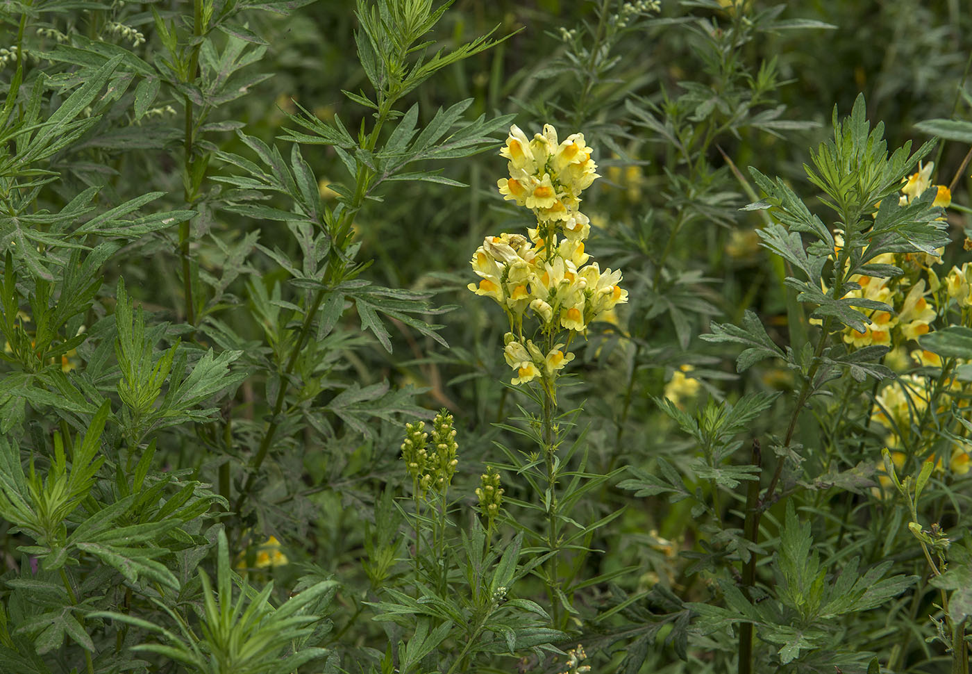 Изображение особи Linaria vulgaris.