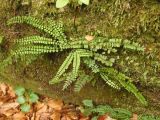 Asplenium trichomanes. Растение на скале. Украина, Ивано-Франковская обл., Болеховский горсовет, скалы Довбуша, лес. 08.06.2014.