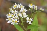 Aster glehnii