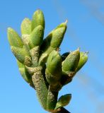 Ephedra foeminea