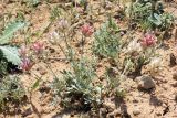 Astragalus schrenkianus