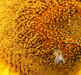 Helianthus annuus. Центральная часть соцветия с фуражирующей пчелой медоносной (Apis mellifera L.). Восточный Казахстан, Уланский р-н, окр. с. Украинка. 30.07.2006.