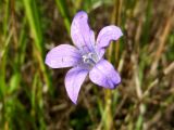 Campanula patula. Цветок. Хорошо заметно трёхраздельное рыльце пестика. Московская обл., г. Электрогорск, залежь на северном берегу Стахановского озера. 18.09.2015.